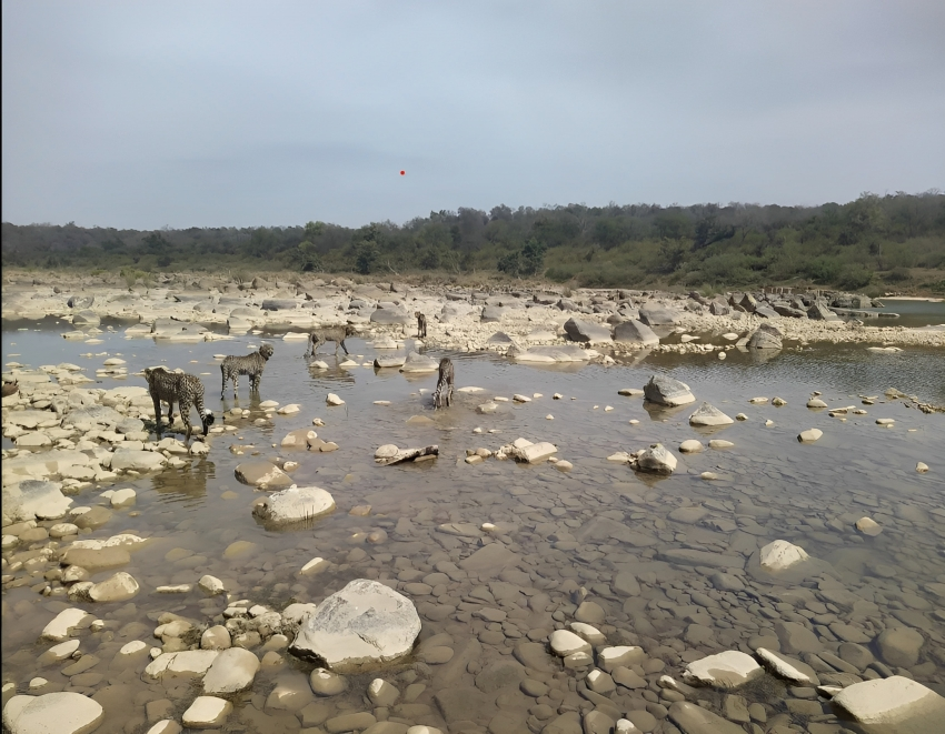 कूनो का नज़ारा: तेज़ बहाव में तैरते नज़र आए चीते, तोड़ी डर की धारणा